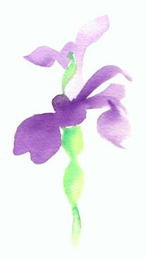 Purple Iris